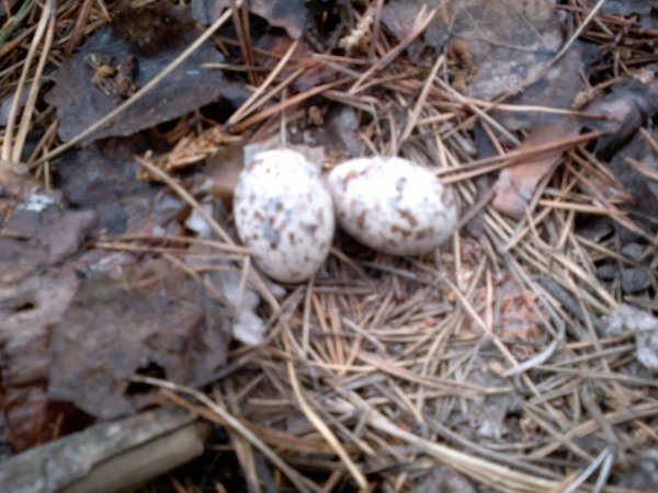 2012-06-03-084.jpg (448.86 KiB) Просмотров: 1647 2012-06-03-084.jpg