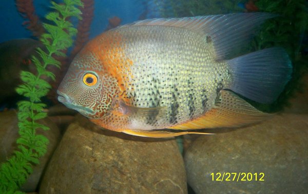 100_1612.JPG (444.22 KiB) Просмотров: 9266 100_1612.JPG