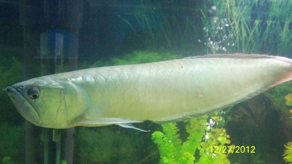 100_1615.JPG (387.33 KiB) Просмотров: 9291 100_1615.JPG