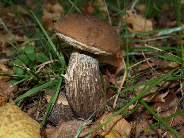 PA074293.JPG