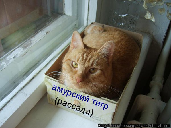 амурский тигр.jpg (53.25 KiB) Просмотров: 3816 амурский тигр.jpg