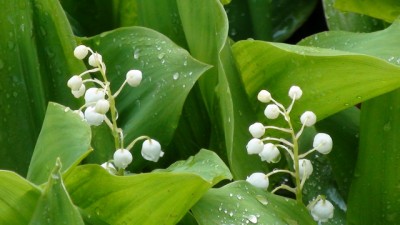 Ландыши.jpg (99.07 KiB) Просмотров: 11224 Ландыши.jpg