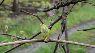 Будущее вино.jpg (88.19 KiB) Просмотров: 10810 Будущее вино.jpg