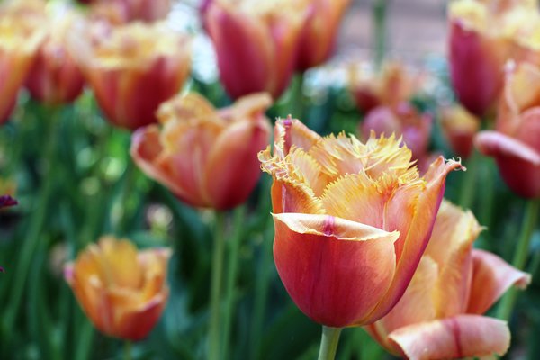 IMG_0519.JPG (342.77 KiB) Просмотров: 9608 IMG_0519.JPG