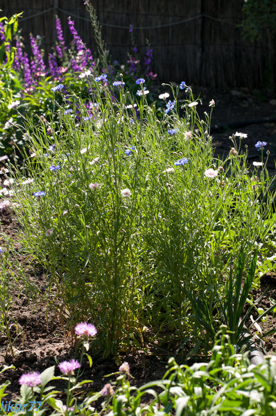 Dacha May 2013-10.jpg