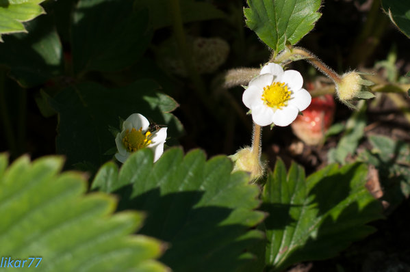 Dacha May 2013-1.jpg