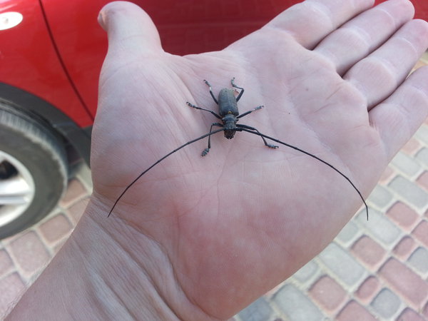 20130618_180837.jpg