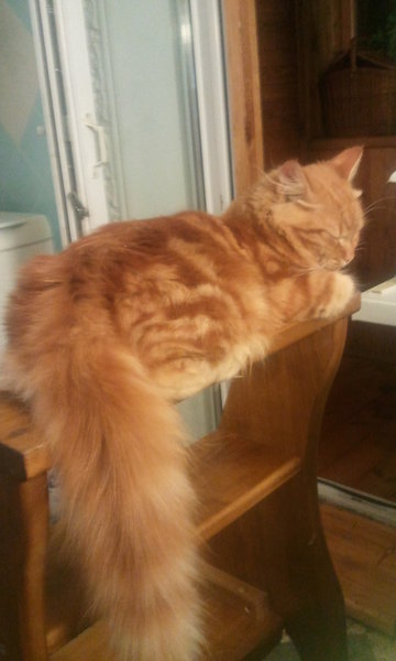 Фото1252.jpg (595.31 KiB) Просмотров: 2930 Фото1252.jpg