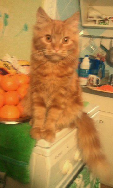 РИЧАРДE001.jpg (233.56 KiB) Просмотров: 2930 РИЧАРДE001.jpg