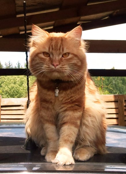 Ричуан_e1.jpg (246.53 KiB) Просмотров: 3091 Ричуан_e1.jpg