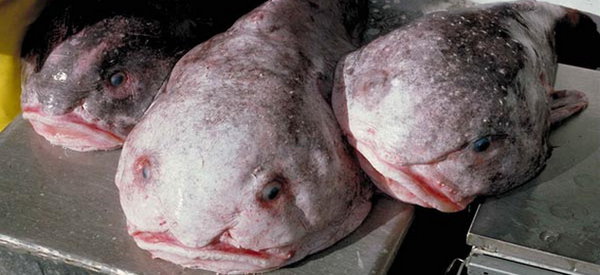 1373724897_strashnye_ryby-mutanty_v_volge_1.jpg (90.62 KiB) Просмотров: 5397 1373724897_strashnye_ryby-mutanty_v_volge_1.jpg