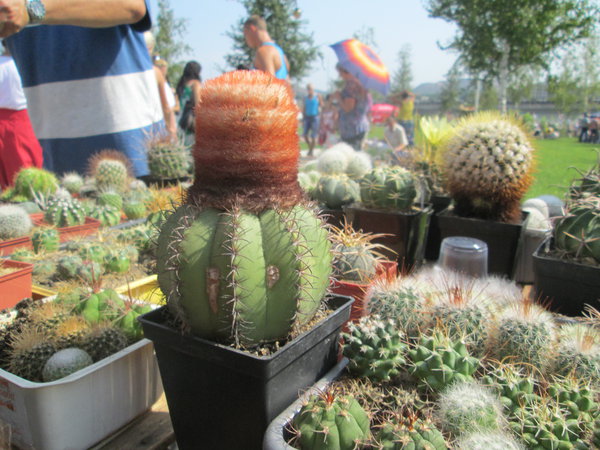 IMG_2434.JPG (3.96 MiB) Просмотров: 6008 IMG_2434.JPG