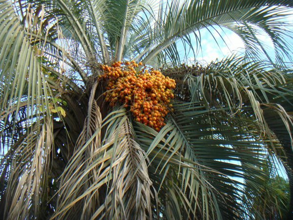 DSC06601.JPG (186.65 KiB) Просмотров: 3156 DSC06601.JPG