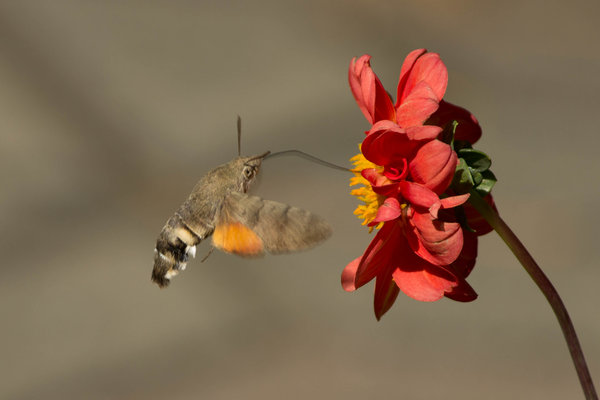 IMG_4373.jpg (341.84 KiB) Просмотров: 8629 IMG_4373.jpg