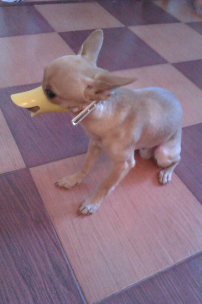 IMAG0310.jpg (620.54 KiB) Просмотров: 2652 IMAG0310.jpg