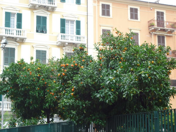 DSC04997_новый размер.JPG (226.98 KiB) Просмотров: 4566 DSC04997_новый размер.JPG