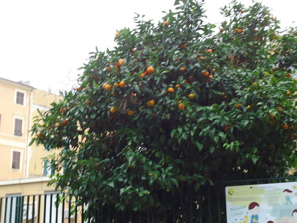 DSC04996_новый размер.JPG (218.65 KiB) Просмотров: 4566 DSC04996_новый размер.JPG