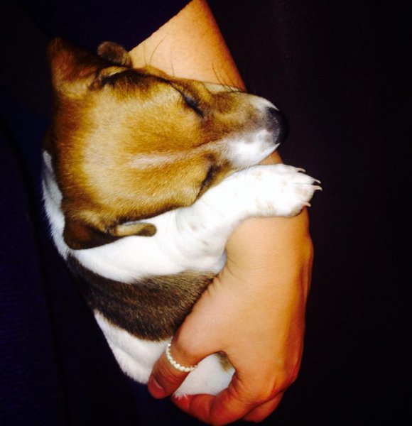 пеппа.jpg (62.38 KiB) Просмотров: 2472 пеппа.jpg