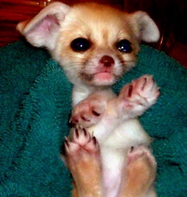 fennec-fox-0004.jpg (53.86 KiB) Просмотров: 1719 fennec-fox-0004.jpg