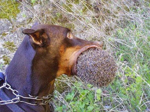 путин и Украина.jpg