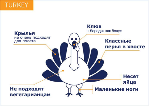 turkey.jpg
