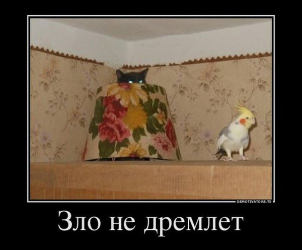 1419579024_demotivatory-3.jpg (240.16 KiB) Просмотров: 3955 1419579024_demotivatory-3.jpg