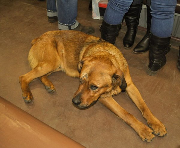 10431467_434452986723661_3912126203562332464_n.jpg (177.8 KiB) Просмотров: 10205 10431467_434452986723661_3912126203562332464_n.jpg