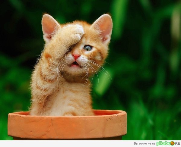 7ba68c.jpg (100.78 KiB) Просмотров: 3207 7ba68c.jpg