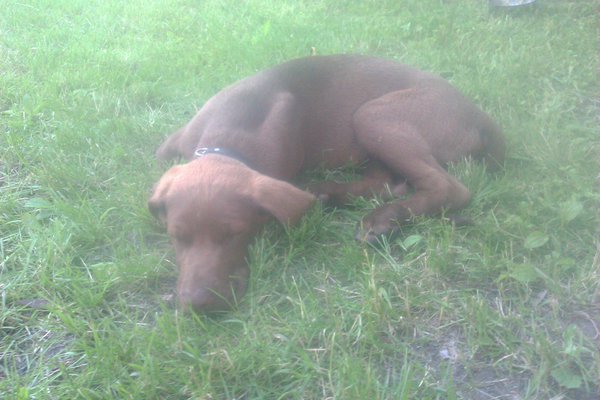 Сябака.jpg (942.33 KiB) Просмотров: 2193 Сябака.jpg