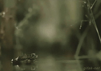 5fee9f538a51325061424606fea50fb2ba3c436354f71147ad14e2735f4ed8b4_1.gif