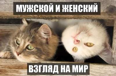 1481151561_koti.jpg