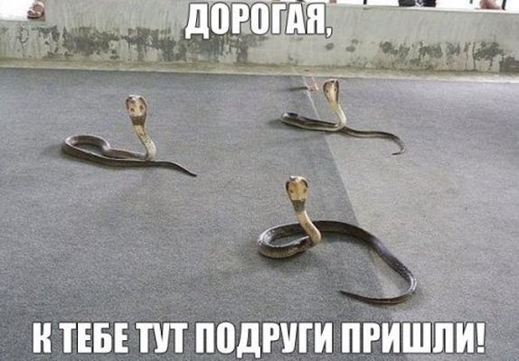 1466701438_prikolnye-fotomemy-3.jpg