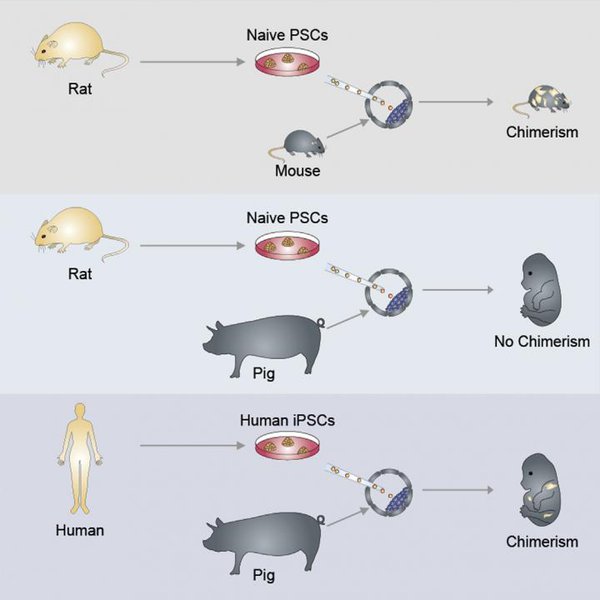PigChimeraBody.jpg (28.65 KiB) Просмотров: 5562 PigChimeraBody.jpg
