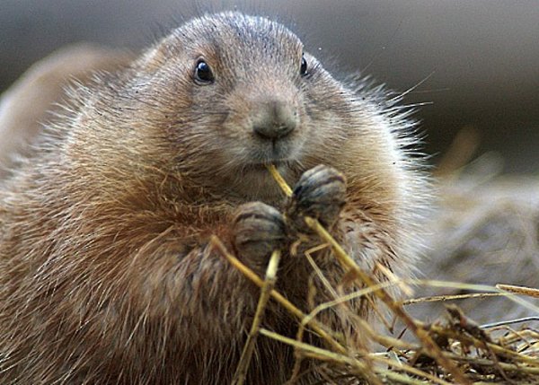 portret.jpg (470.41 KiB) Просмотров: 1102 portret.jpg