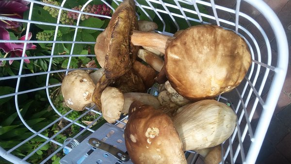 20170724_153016.jpg (2.09 MiB) Просмотров: 2424 20170724_153016.jpg