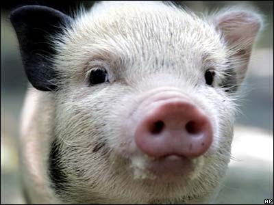 поросенок_pig.jpg