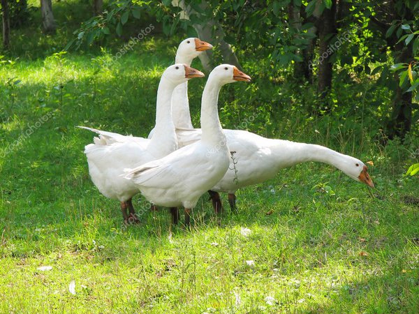 depositphotos_1628776-stock-photo-white-geese-on-the-green.jpg