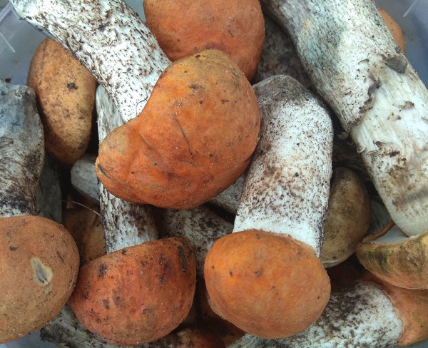 IMG_20190724_154921.jpg (3.06 MiB) Просмотров: 3658 IMG_20190724_154921.jpg