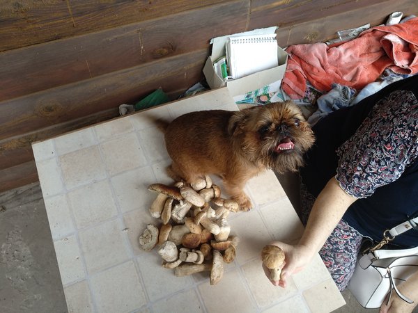 IMG_20190724_154341.jpg (1.93 MiB) Просмотров: 3658 IMG_20190724_154341.jpg