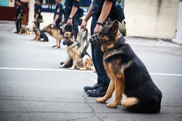 67870688-897983217227510-3010910668795674624-o.jpg (50.76 KiB) Просмотров: 3064 67870688-897983217227510-3010910668795674624-o.jpg