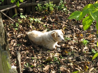 IMG_0512 kop.jpg (411.41 KiB) Просмотров: 1417 IMG_0512 kop.jpg