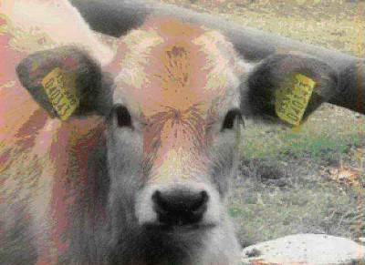 Копия birki.jpg (59.59 KiB) Просмотров: 2397 Копия birki.jpg