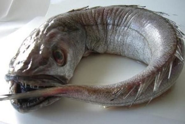 5c4ebfeee27782085312257.jpg (168.86 KiB) Просмотров: 1348 5c4ebfeee27782085312257.jpg