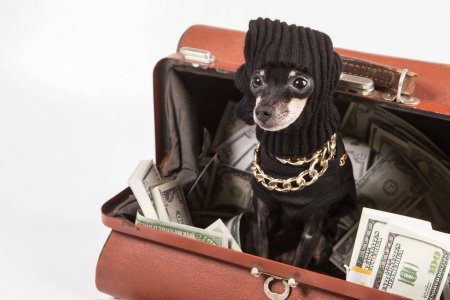 depositphotos_282211512-stock-photo-bank-robber-the-dog-robbed.jpg