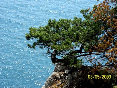 100_2993.JPG