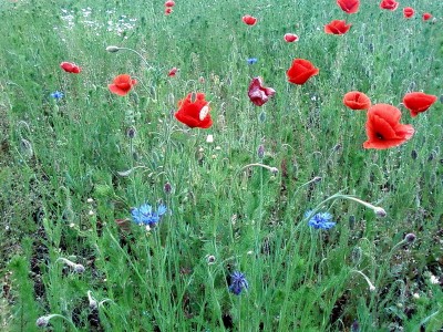 Маки с васильками.jpg (271.25 KiB) Просмотров: 3505 Маки с васильками.jpg