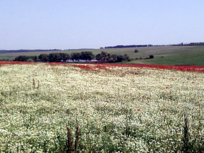 Лечебное поле.jpg