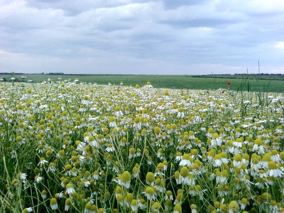 Ромашки.jpg