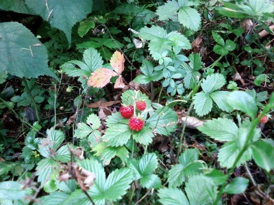 Запоздалая ягода.jpg (208.34 KiB) Просмотров: 3387 Запоздалая ягода.jpg