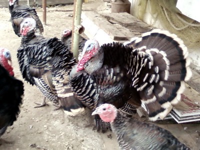 Ходячая индюшатина.jpg (154.31 KiB) Просмотров: 2194 Ходячая индюшатина.jpg